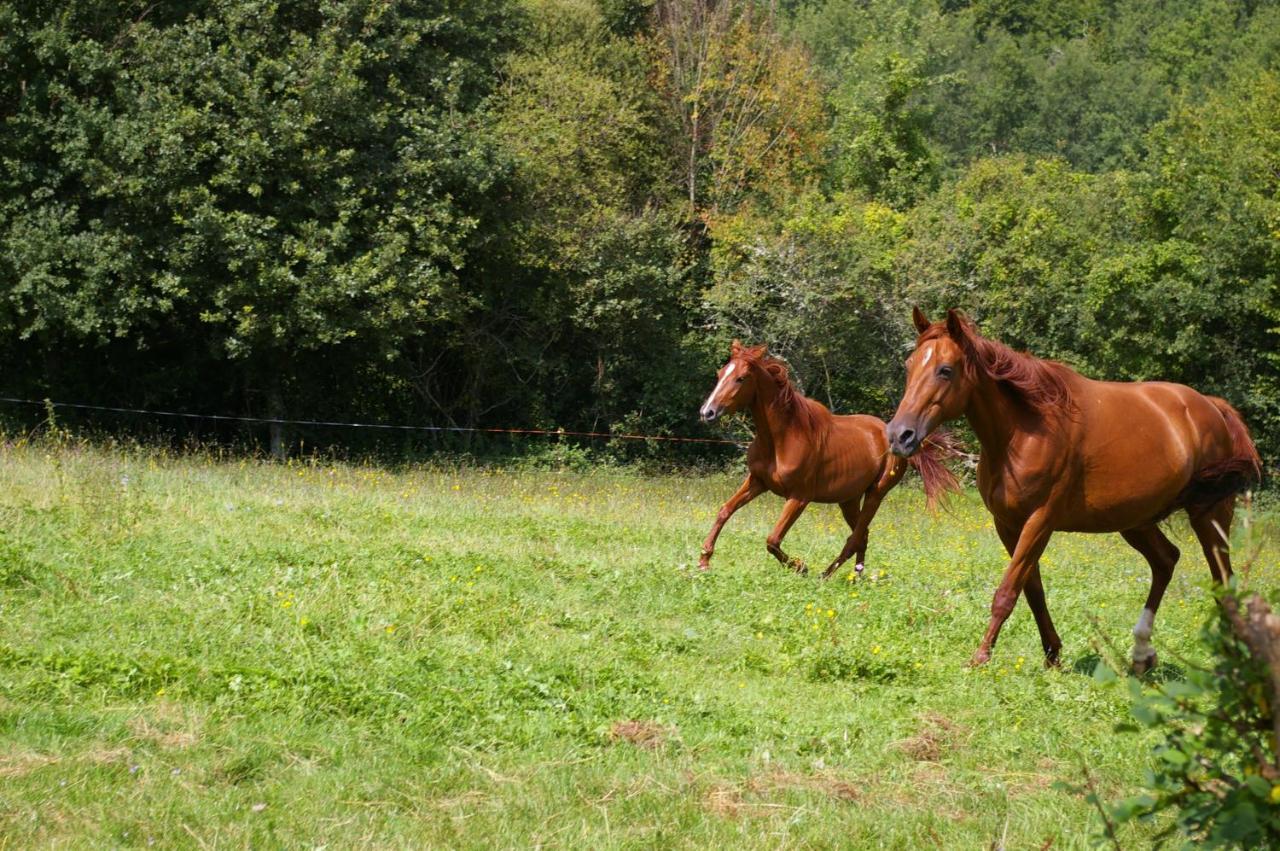 Gite L'Appel De La Foret Betplan Luaran gambar