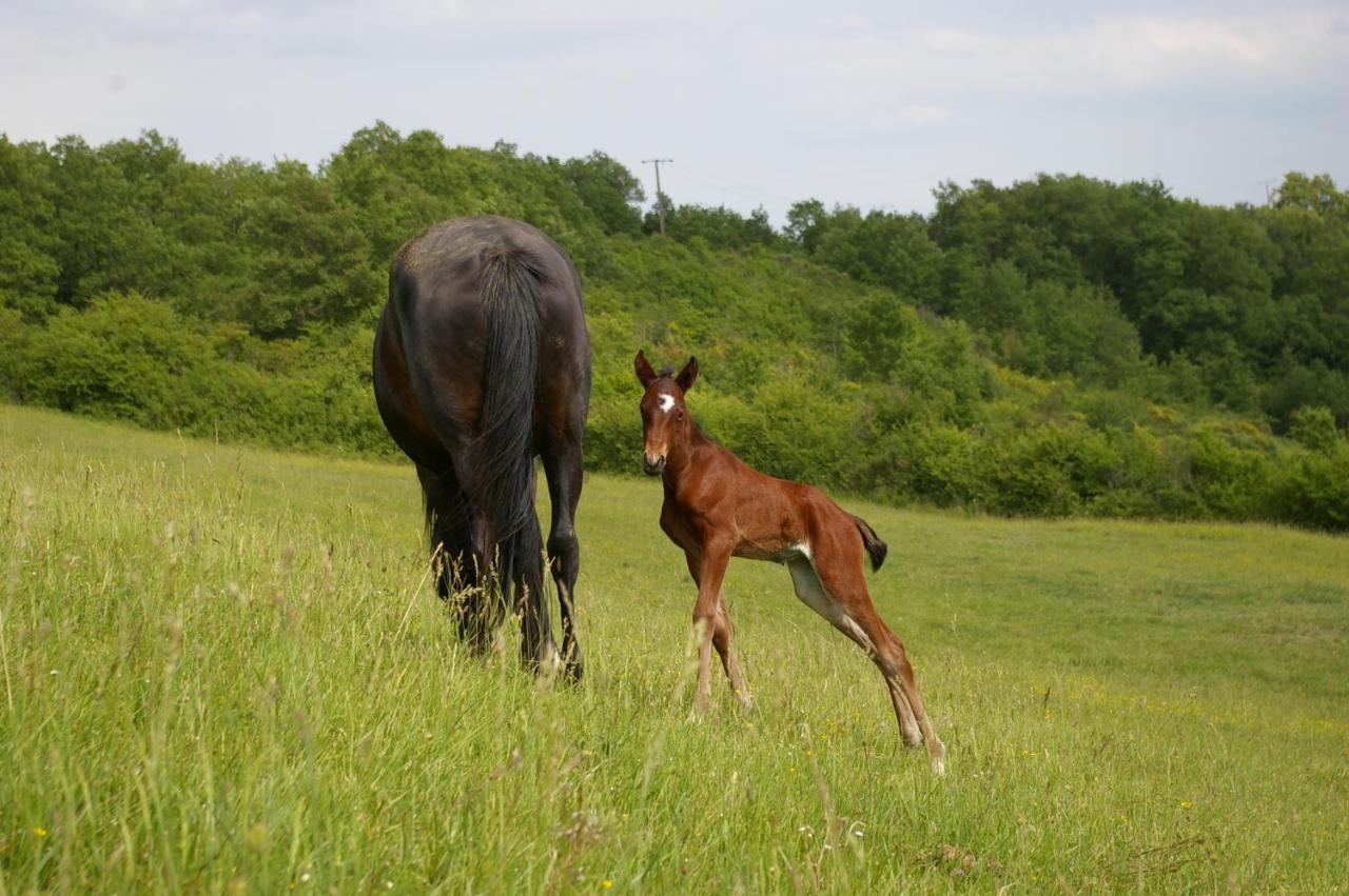 Gite L'Appel De La Foret Betplan Luaran gambar